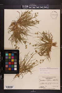 Juncus repens image