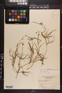 Juncus repens image