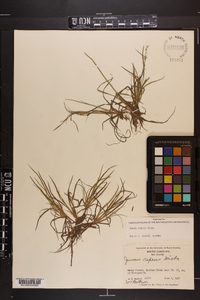 Juncus repens image