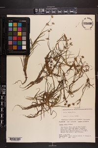 Juncus repens image