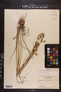 Juncus scirpoides image