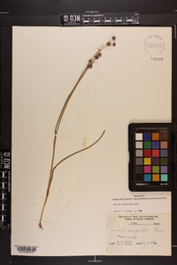 Juncus scirpoides image