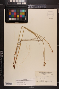 Juncus scirpoides image