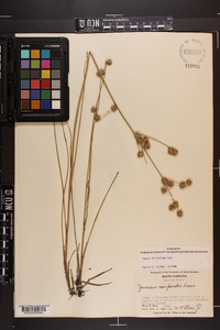 Juncus scirpoides image