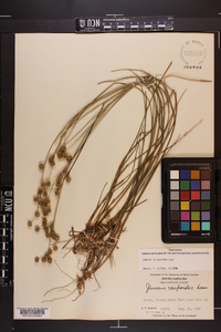 Juncus scirpoides image