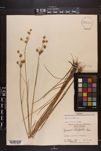 Juncus scirpoides image