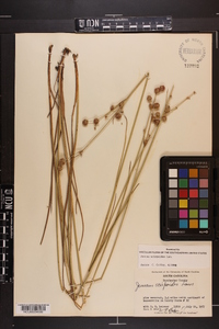 Juncus scirpoides image