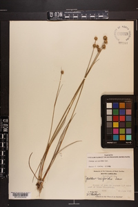 Juncus scirpoides image