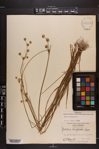 Juncus scirpoides image