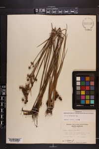 Juncus scirpoides image