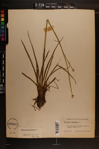 Eriocaulon decangulare image