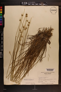 Eriocaulon decangulare image