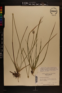 Eriocaulon decangulare image