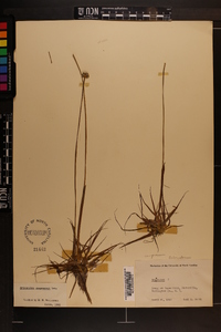 Eriocaulon compressum image