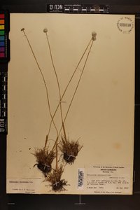 Eriocaulon compressum image