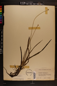 Eriocaulon decangulare image
