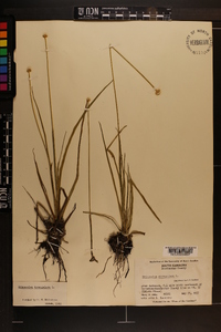 Eriocaulon decangulare image