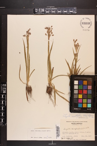 Luzula bulbosa image