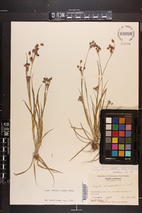 Luzula bulbosa image