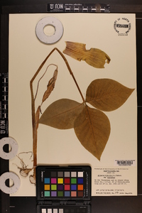 Arisaema triphyllum subsp. triphyllum image