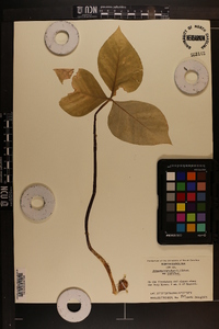 Arisaema triphyllum subsp. triphyllum image