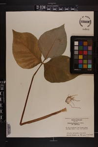 Arisaema triphyllum subsp. triphyllum image