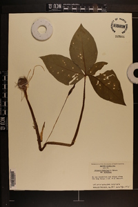 Arisaema triphyllum subsp. triphyllum image