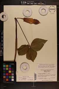 Arisaema triphyllum subsp. triphyllum image