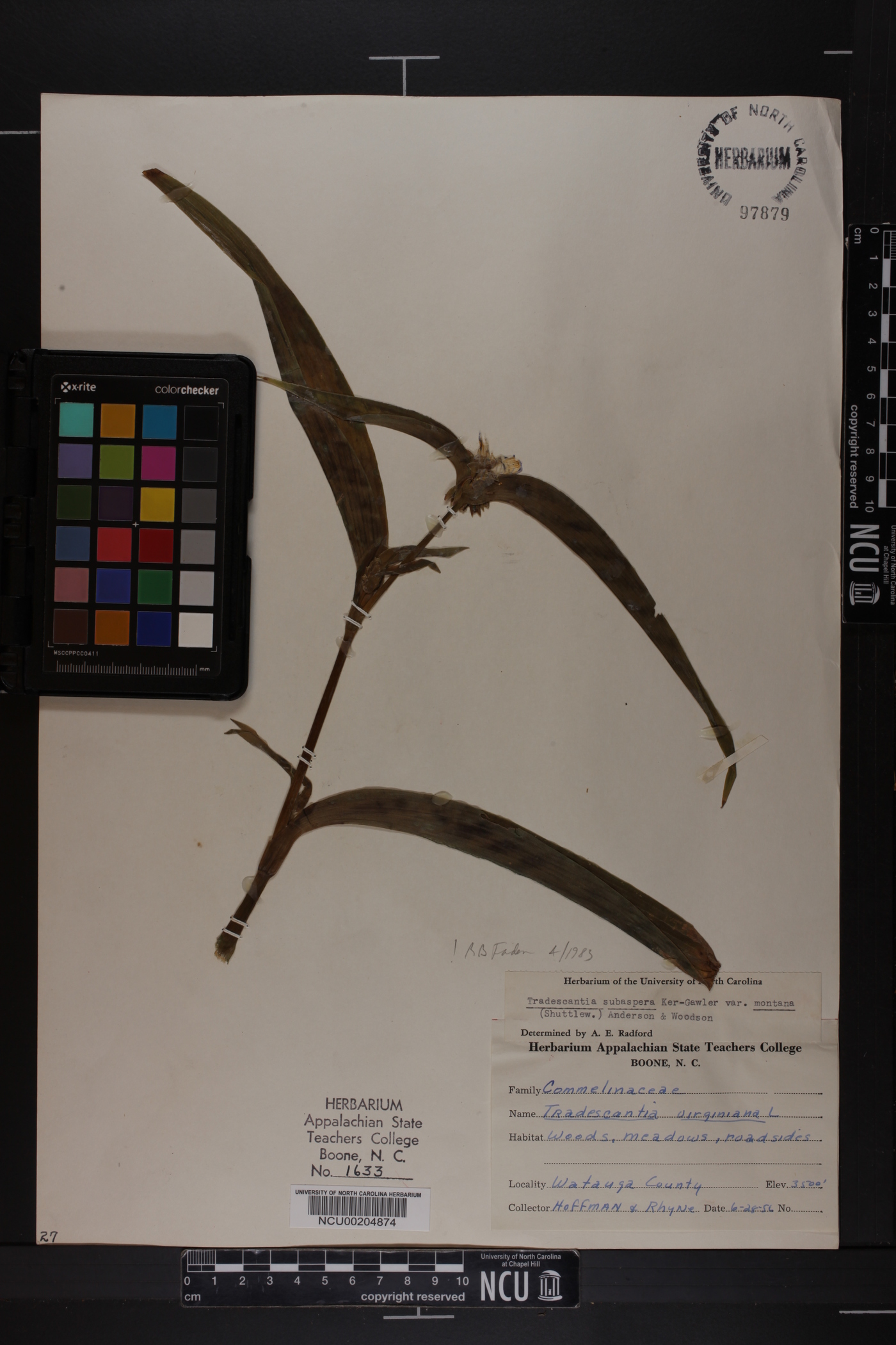Tradescantia subaspera var. montana image