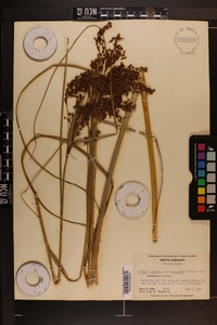 Scirpus cyperinus var. eriophorum image