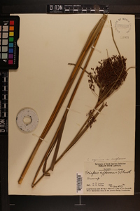 Scirpus cyperinus var. eriophorum image