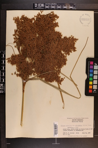 Scirpus cyperinus var. eriophorum image