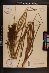 Scirpus cyperinus var. eriophorum image