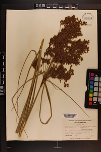 Scirpus cyperinus var. eriophorum image