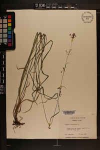 Rhynchospora caduca image