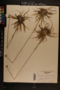 Eriocaulon compressum image