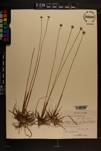 Eriocaulon compressum image