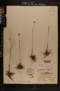 Eriocaulon compressum image