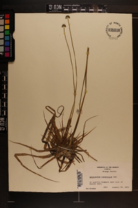 Eriocaulon compressum image