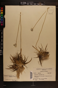 Eriocaulon compressum var. harperi image