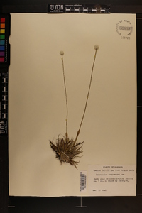 Eriocaulon compressum image