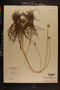 Eriocaulon compressum var. harperi image