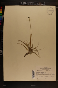 Eriocaulon compressum image