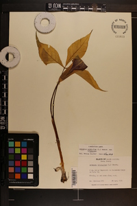 Arisaema triphyllum subsp. triphyllum image