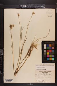 Juncus scirpoides image