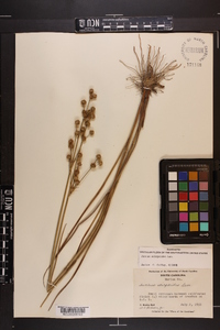 Juncus scirpoides image