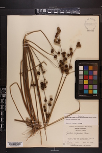 Juncus scirpoides image