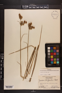 Juncus scirpoides image