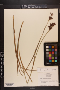 Juncus trigonocarpus image