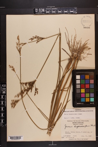 Juncus trigonocarpus image